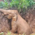 1280x720 2530118 pit elephant forest department