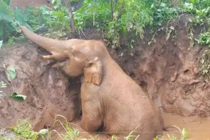 1280x720 2530118 pit elephant forest department