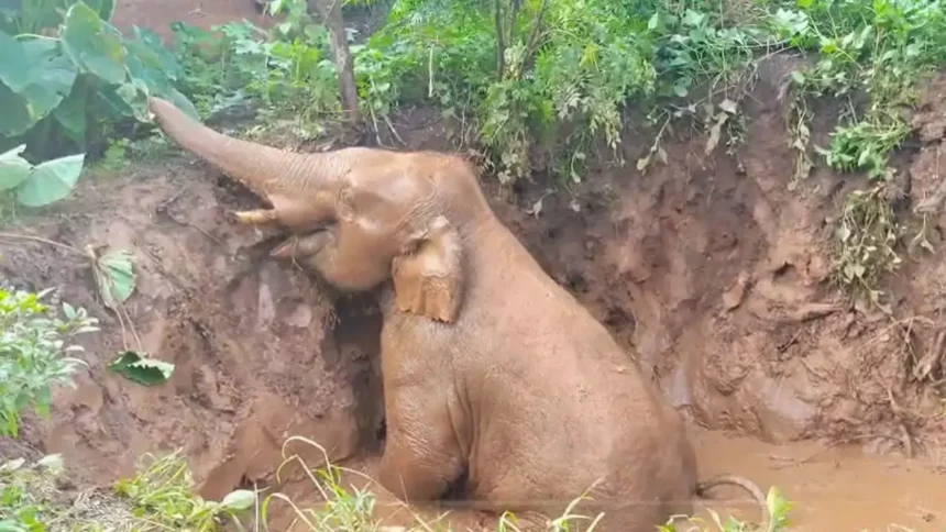 1280x720 2530118 pit elephant forest department