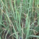1280x720 2531854 jagdalpur paddy crop bhura mahu bakawand block