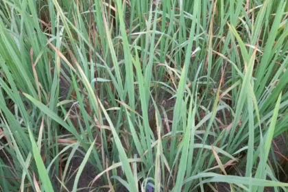 1280x720 2531854 jagdalpur paddy crop bhura mahu bakawand block
