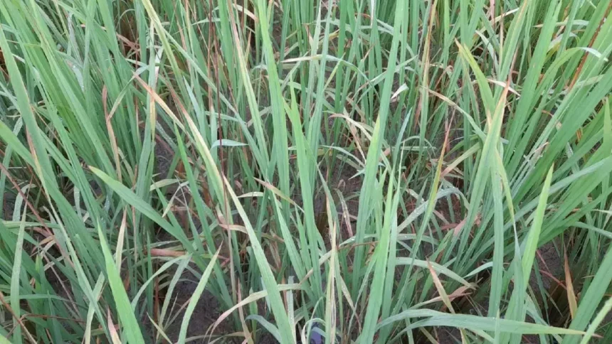 1280x720 2531854 jagdalpur paddy crop bhura mahu bakawand block