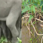 hathi
