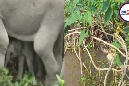 hathi