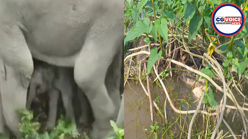 hathi