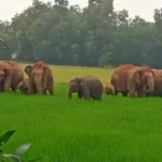 1280x720 2533402 elephants terror