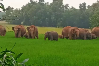 1280x720 2533402 elephants terror