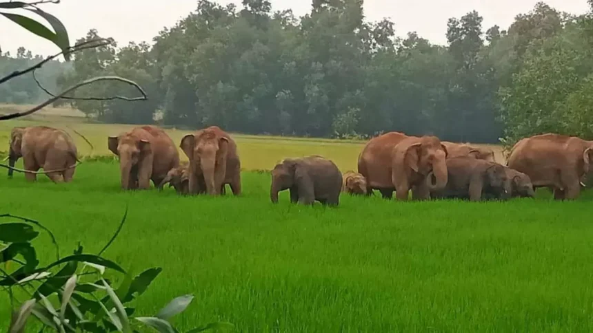 1280x720 2533402 elephants terror