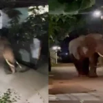 1280x720 2533648 elephant