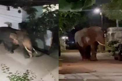 1280x720 2533648 elephant