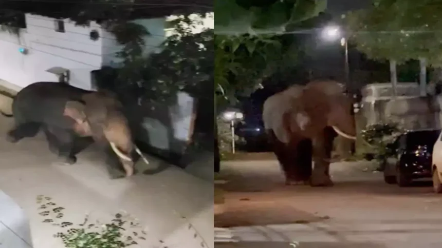 1280x720 2533648 elephant