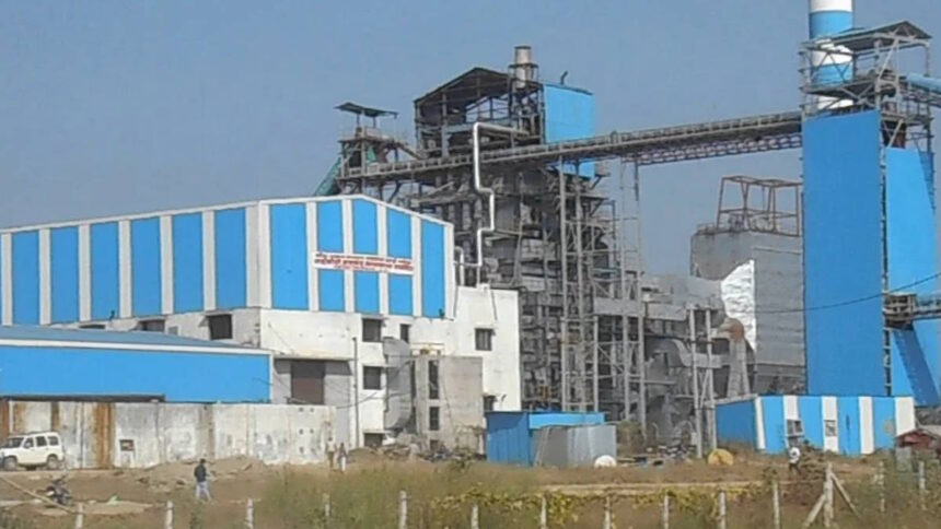 sugar plant
