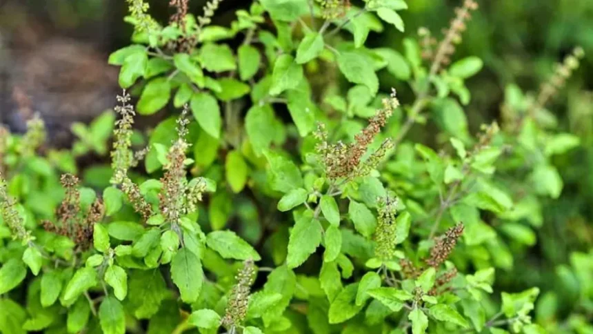 6933b8aa9417e vastu tips for tulsi plant 063619282 16x9 1