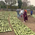 tendu leaf wadding 1776854301