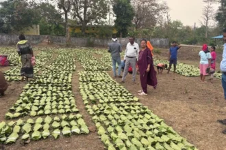 tendu leaf wadding 1776854301