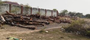 Sakti News-वन विभाग की चुप्पी से बढ़ी शंकाएं, हसौद में अवैध लकड़ी भंडारण बना चर्चा का विषय 2 IMG 20260531 WA0015